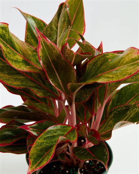 Aglaonema siam. Things To Know About Aglaonema siam. 